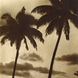 Tahiti - Coastal scene with Palm Trees / Moorea Island