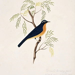 Tarsiger indicus, white-browed scrub-robin
