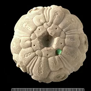 Temnocidaris sceptrifera, fossil echinoid