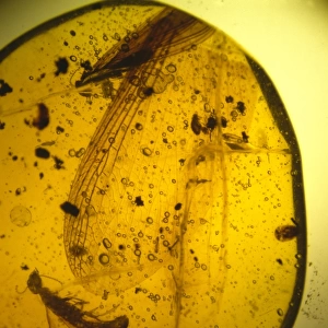 Termites in Dominican amber