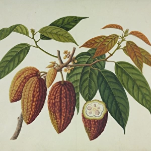 Theobroma cacao, cocoa plant