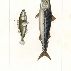 Three-spined stickleback and Atlantic mackerel