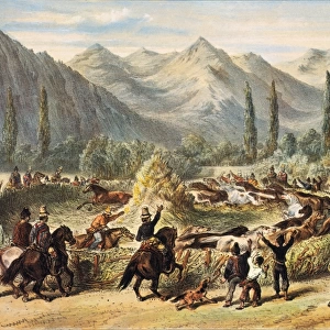 Threshing in Chile; ; Illustration fom History
