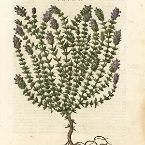 Thyme, Thymus vulgaris