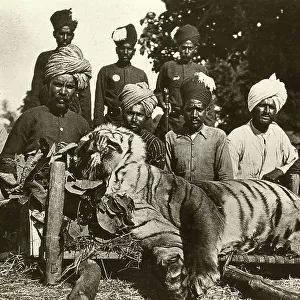 Tiger hunt in India