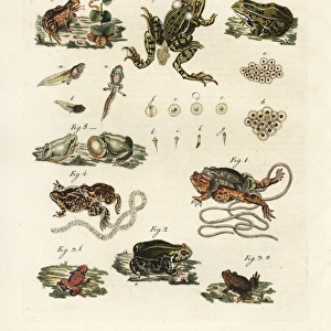 Toads and frogs