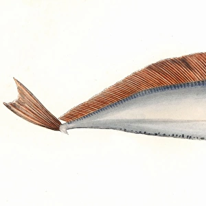 Trachipterus arcticus, or Dealfish