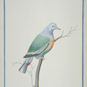Treron vernans, pink-necked green pigeon