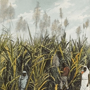 Trinidad - A field of Sugar Cane