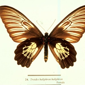Troides haliphron, birdwing butterfly