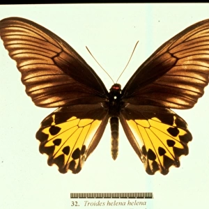 Troides helena, common birdwing butterfly