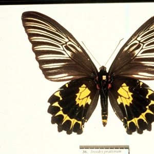 Troides prattorum, birdwing butterfly