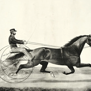 Trotting stallion Tom Moore driven by Danl. Mace: sired by H