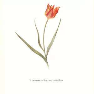 Tulipa ostrowskiana var. crocea