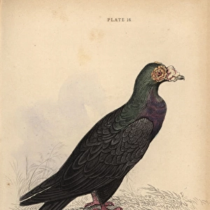 Turkish or mawmet pigeon, Columba livia var