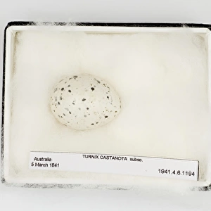 Turnix castanota egg, from Gould Collection