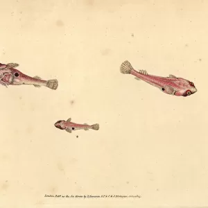 Two-spotted clingfish, Diplecogaster bimaculata bimaculata