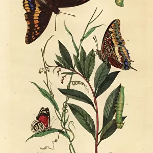 Two-tailed pasha and Cramers eighty-eight butterfly