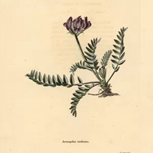 Ural axe vetch, Oxytropis uralensis