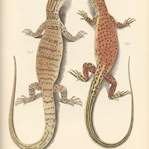 Varanus eremius and Varanus gilleri