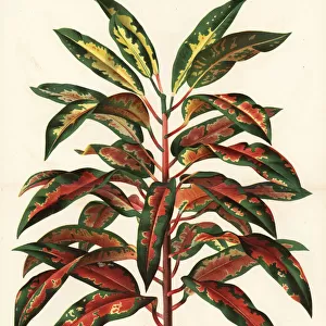 Variegated croton, Codiaeum variegatum