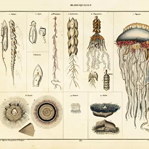 Varieties of jellyfish, siphonophores and medusae