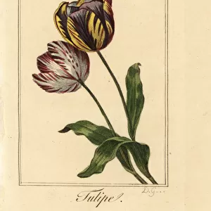 Varieties of tulip, tulipe, Tulipa gesneriana