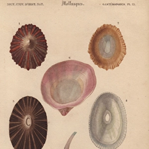 Variety of tropical shells including Patella
