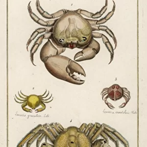 Various Crabs