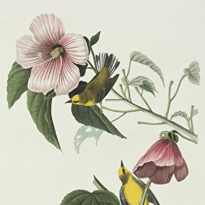 Vermivora pinus, blue-winged warbler