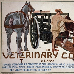 The Veterinary Corps, US Army, teaches men care and treatmen