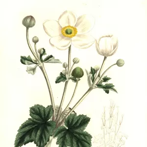 Vine-leaved anemone, Anemone vitifolia