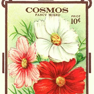 Vintage seed packet: Cosmos