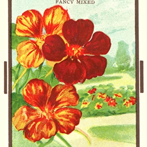 Vintage seed packet: Dwarf Nasturtium