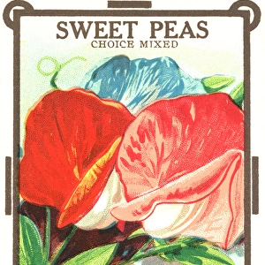 Vintage seed packet: Sweetpea