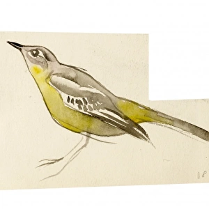Watercolour study of a bird