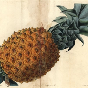 Wave-leaved pineapple, Ananas debilis