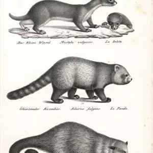 Least weasel, red panda and bearcat