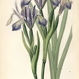 White-flowered iris or milky iris, Iris lactea