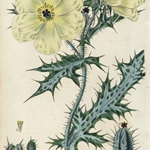 White Mexican prickly poppy, Argemone ochroleuca
