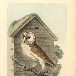 White owl, barn owl, Strix flammea, Tyto alba