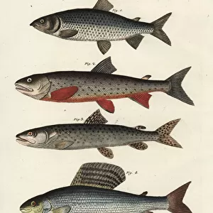 Whitefish, char, Danube salmon and grayling