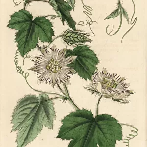 Wild maracuja, Passiflora foetida