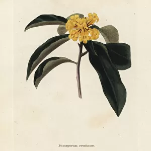 Wild yellow jasmine or rough-fruited pittosporum