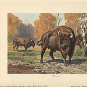 The wisent (Bison bonasus) or European bison