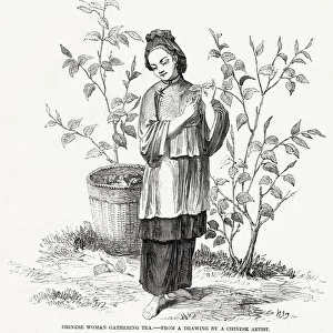 Woman gathering tea, China