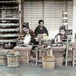 Women sorting silk worms, Japan
