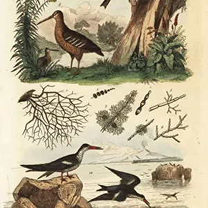 Woodcock, red crossbill and black skimmer