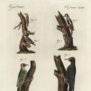 Woodpeckers, treecreeper and nuthatch