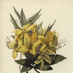 Yellow azalea, Rhododendron luteum